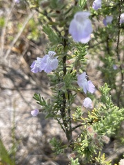 Conradina