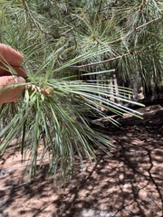 Pinus strobiformis