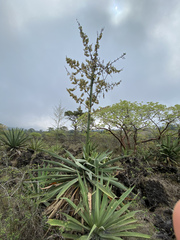 Agave