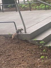 Sciurus carolinensis