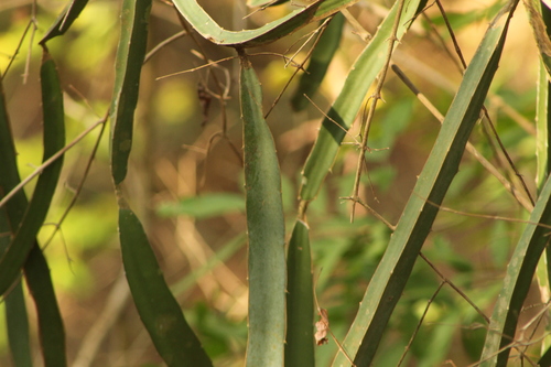 Selenicereus purpusii, photograph 2