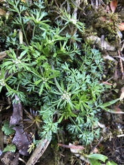 Chaerophyllum involucratum