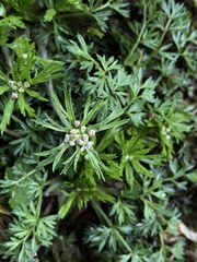 Chaerophyllum involucratum