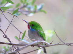 Todus multicolor