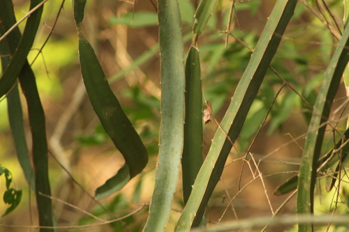 Selenicereus purpusii, photograph 4