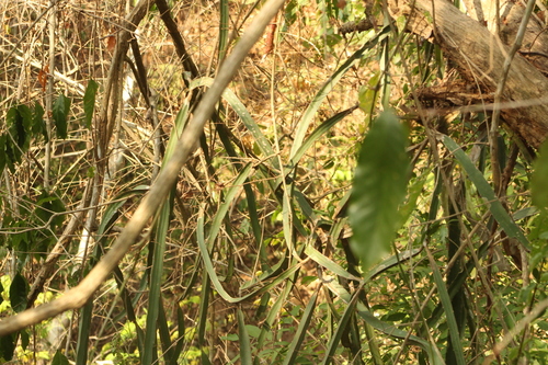 Selenicereus purpusii, photograph 3