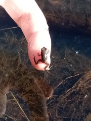 Microbatrachella capensis
