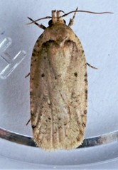 Agonopterix canadensis