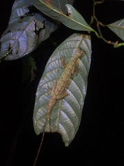 Draco melanopogon