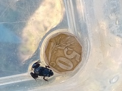 Microbatrachella capensis