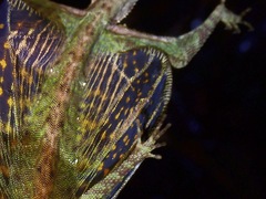 Draco melanopogon