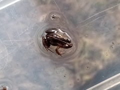 Microbatrachella capensis