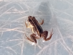 Microbatrachella capensis