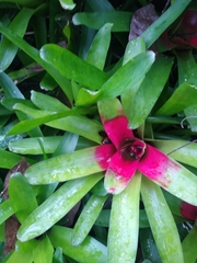 Neoregelia