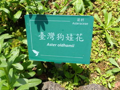 Aster oldhamii