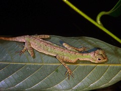 Draco melanopogon