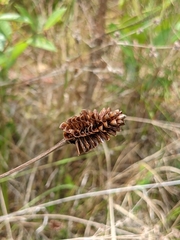 Xyris caroliniana