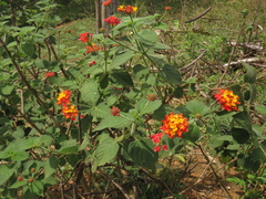 Lantana