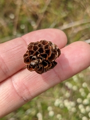Xyris caroliniana