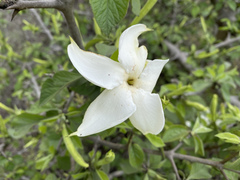 Angiospermae