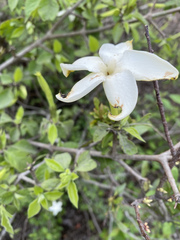 Angiospermae