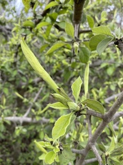 Angiospermae
