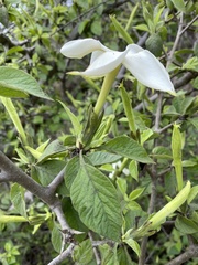 Angiospermae