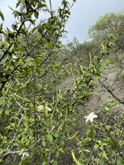 Angiospermae