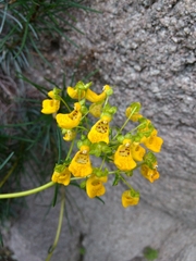 Calceolaria pinifolia