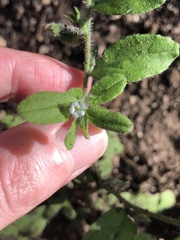 Lithospermum matamorense