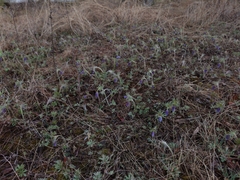 Pulsatilla dahurica