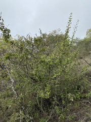 Angiospermae
