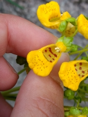 Calceolaria pinifolia
