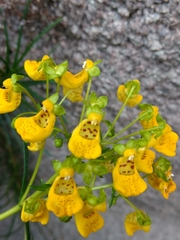 Calceolaria pinifolia