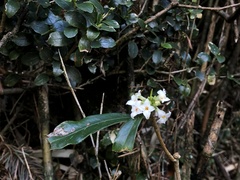 Daphne arisanensis