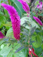 Celosia spicata