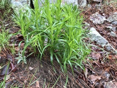 Liatris compacta
