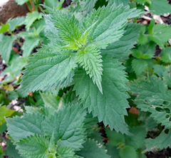 Urtica dioica dioica