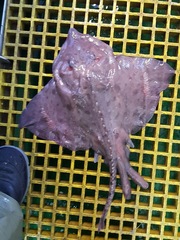 Amblyraja hyperborea