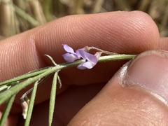 Vicia hassei