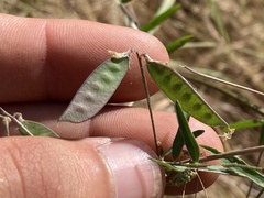 Vicia hassei