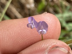 Vicia hassei