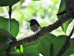 Platysteira peltata peltata
