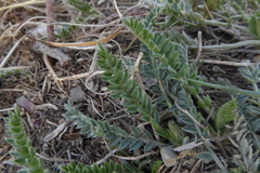 Oxytropis borealis