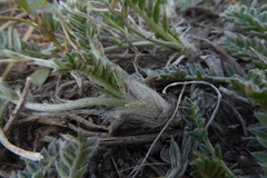 Oxytropis borealis