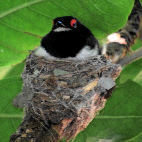 Black-throated Wattle-eye