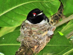 Platysteira peltata peltata