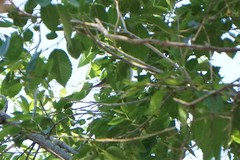 Setophaga pensylvanica