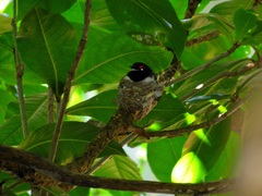 Platysteira peltata peltata