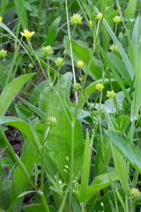 Ranunculus marginatus